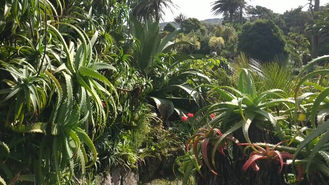 Nature and landscape of the Tresco island the second-biggest island of the Isles of Scilly in Cornwall, England
