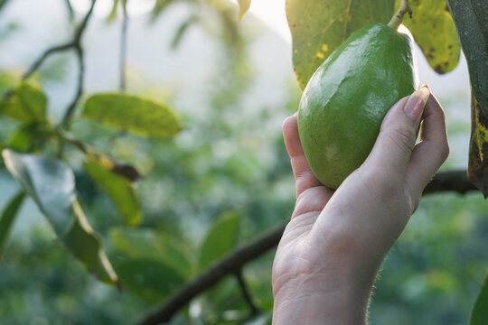 close-up of a latin peasant girl grabbing a Papelillo avocado straight from the tree to consume as a health food. golden sunset background with space to copy advertising text.