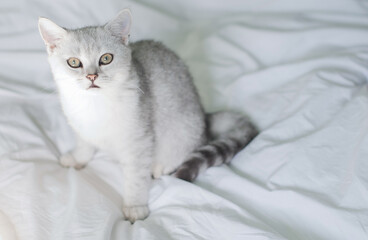 Fototapeta na wymiar small kitten Scottish straight white with gray stripes is washed in a white bed