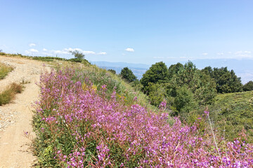 Obraz premium Summer landscape of Belasitsa Mountain, Bulgaria