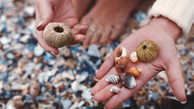 Sea shells, beach and travel with a woman on vacation or holiday while collecting mollusks. Closeup hands of a female collector, explorer and tourist enjoying hobby picking seashells or souvenirs