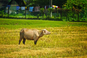 Cow on the pasture on Langkawi island, Malaysia