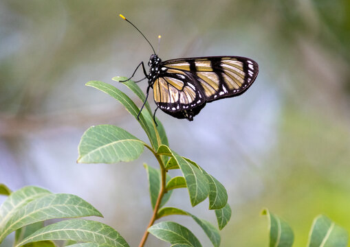 Photograph of a beautiful butterfly resting on a plant in the garden.	