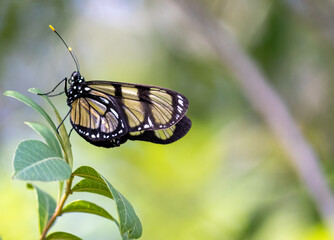 Photograph of a beautiful butterfly resting on a plant in the garden.	