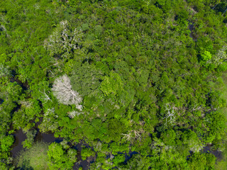 Detail of an aerial top view of the amazonian rain forest