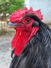 Rooster cockerel chicken cute portrait.