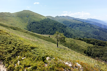 Obraz premium Summer landscape of Belasitsa Mountain, Bulgaria