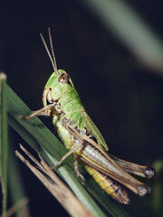grasshopper on the grass