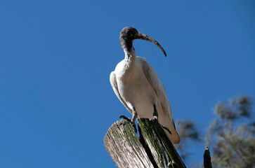 Australian White Ibis (Threskiornis molucca)