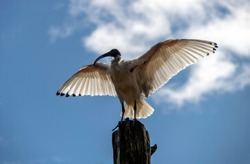 Australian White Ibis (Threskiornis molucca)