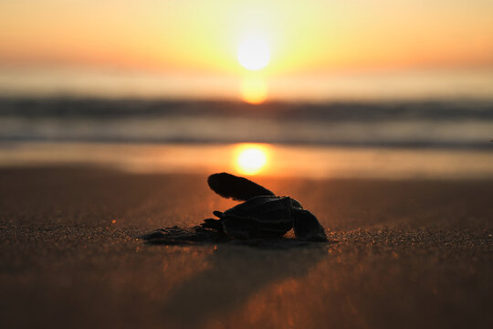 Leatherback Sea Turtle Hatchling sunrise 