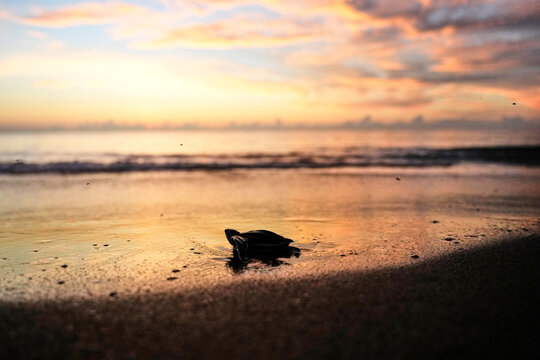 Leatherback sea turtle hatchling making its way to the Ocean