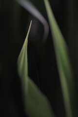 thin web