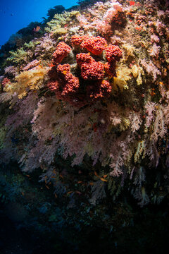 A large coral reef