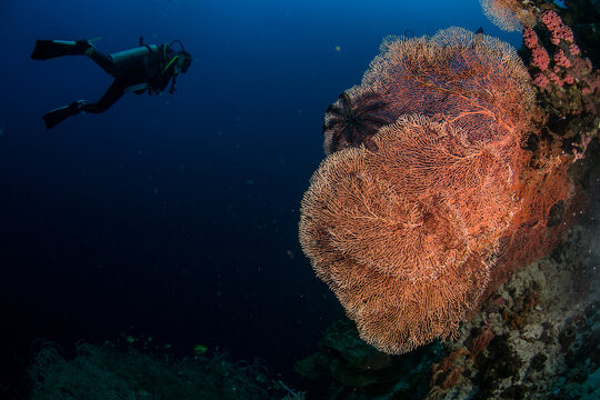 Scuba diving in the Philippines
