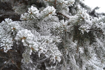 Snow Covered Pine Tree