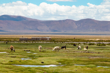 sheep in the mountains - bolivia