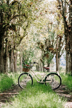Old bicycle in the middle of a dirt road surrounded by trees