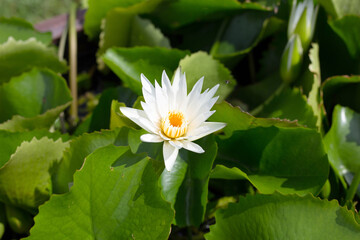 Nymphaea lotus flower with leaves, Beautiful blooming water lily