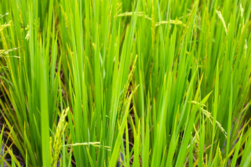 Fototapeta na wymiar Rice plant in rice field.