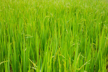 Obraz premium Rice plant in rice field.