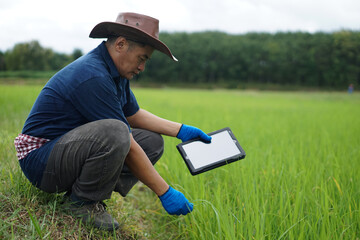 Asian man farmer wears hat, blue shirt and gloves, holds smart tablet,check rice plants growth and...