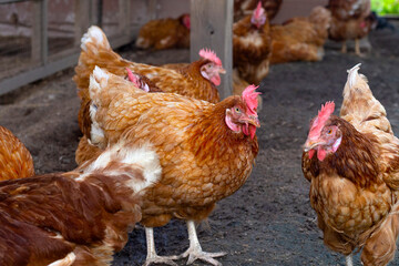 Hens in the chicken farm. Organic poultry house.