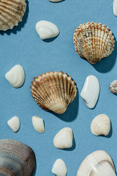 Sea shells