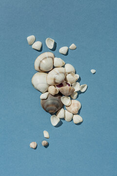 Sea shells