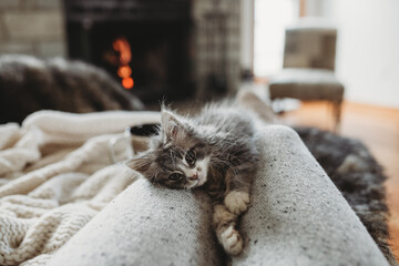 Cozy kitten by the fire