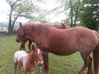 Epona la pouliche