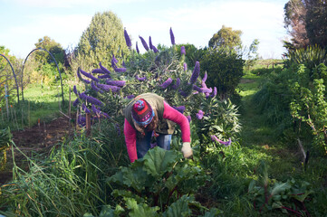 Gardener harvesting rhubarb