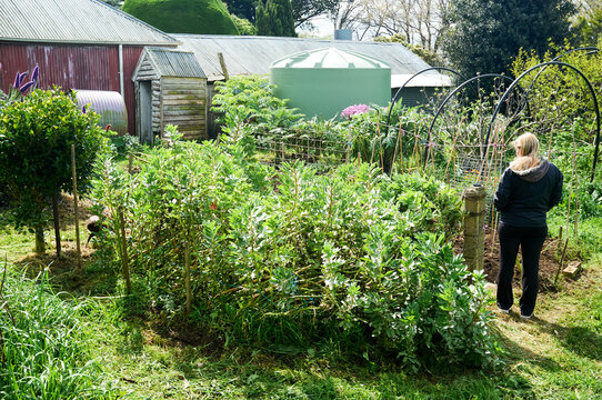 Woman standing in large autumn veggie garden