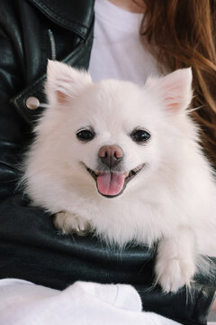 A girl on a walk with a small white dog
