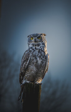 Close-up Of Owl