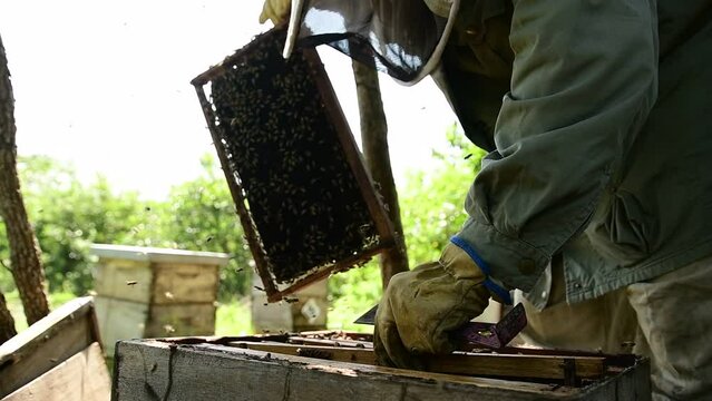 apicultor metiendo marco lleno de abejas en una colmena