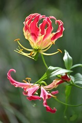 グロリオサ・栄光のユリ