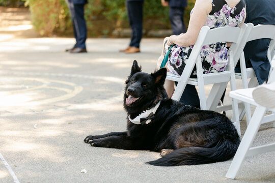Cute Dog at Wedding Ceremony