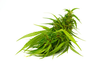 Cannabis flowers and leaves isolated on white background. Marijuana 