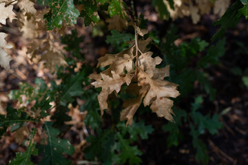 autumn leaves in the forest