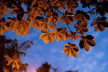 Natural background evening light on chestnut leaves