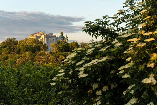 Domes of Saint Sophia Cathedral and blossoming chestnut tree in Kiev