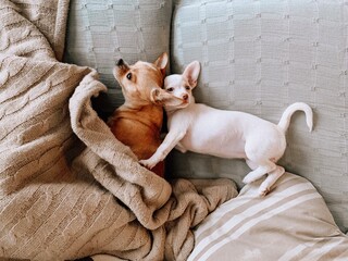 High Angle View Of Two Dogs On Bed At Home - obrazy, fototapety, plakaty