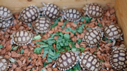 Baby African spurred tortoise (Centrochelys sulcata), also called the sulcata tortoise, is a species of tortoise inhabiting the southern edge of the Sahara desert in Africa.