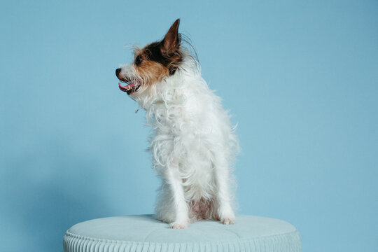 Small Dog Profile On Blue Background