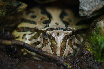 Horned frog hiding behind plants in zoo