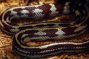 snake in zoo