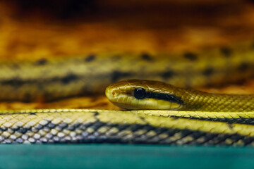 snake in zoo