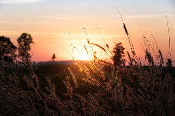 Beautiful scene with waving wild grass on a sunset. Shot with lens flare