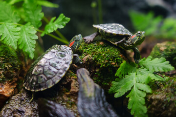 Mississippi red-eared turtle in zoo
